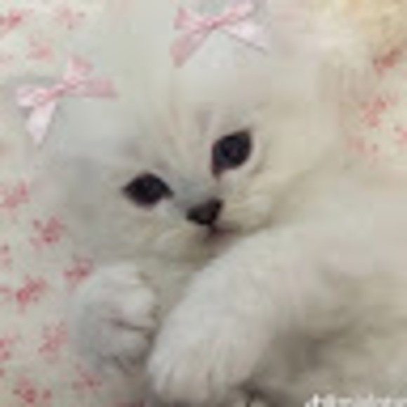 ilovebunnies909
